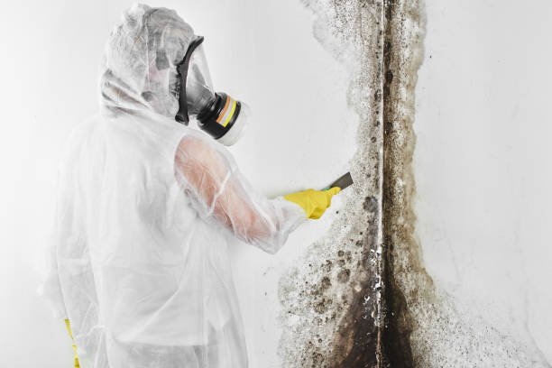Attic Mold Removal in Smyrna, GA
