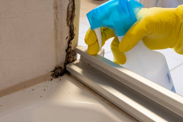 Best Black Mold Removal  in Smyrna, GA