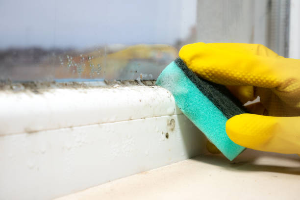 Best Mold Removal Company Near Me  in Smyrna, GA